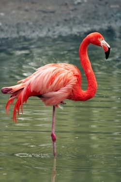 Image result for flamingos